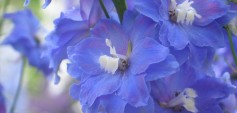 Chelsea Fringe_ Edward Steichen_ Delphinium ‚Connecticut Yankee‘